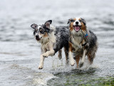 Beach_Dogs_304_72pi.jpg