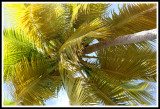 Looking up at Palm Tree