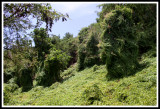 Welcome to the Jungle
