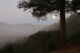 Fog and Moon