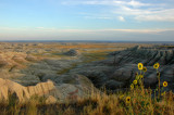 Sunset and Wildflowers