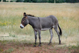 Custer State Park Wildlife Loop