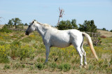 Horse in White