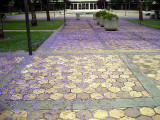 Jacaranda Blossoms