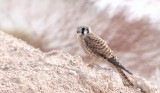 American Kestrel