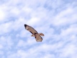 Bright Skies with Red-tailed Hawk