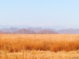Sonoran Desert