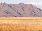 Northern Harrier