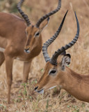 A pair of male Impala.