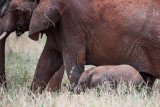 Baby elephant dwarfed by its mother.