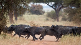 Water buffalos on the run!