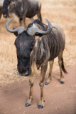 Wildebeest closeup.