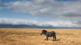 Lonely zebra.