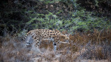 Serval licking its paw.