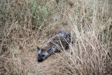 Hyena chilling by the road.
