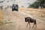A lonely Wildebeest crossing the road between our trucks, in light drizzle.