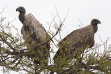 A pair of vultures chilling in a tree.