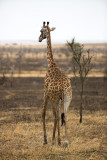Giraffe butt.