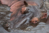 Hippo close up.