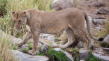 Lioness walking toward the water.