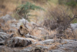 Collared lioness, used to track the pride through the park.