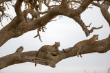 Three leopards in a tree...