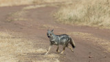 Jackal trotting across the road toward a kill.