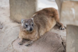 A rock hyrax, well fed at the lunch spot.