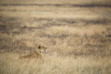 Lion in the grass.