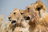 Insanely awesome, surely this is the last cool thing we will see in Serengeti...