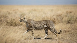 NEVERMIND!  Cheetahs by the side of the road...