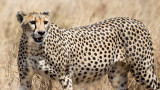 Cheetah closeup.