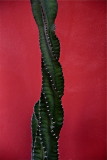 CACTUS ON A RED WALL