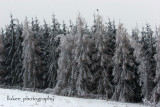 IMG_8293 copy2.jpg