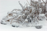 IMG_8960 copy2.jpg
