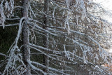IMG_9337 copy.jpg
