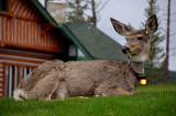 Elk at the Fairmont Jasper Lodge