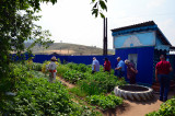 The tourists inspecting the garden