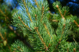  Flora around Lake Baikal