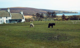Our first glimpse of the little Shetland  ponies on the way back to the ship