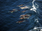 Dolphins following the ship 13 July, 2015