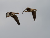 Blsgs [Greater White-fronted Goose] (IMG_5424)