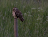 Jorduggla [Short-eared Owl] (IMG_5941)