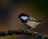 Svartmes [Coal Tit] (IMG_8671)