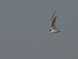 Smtrna [Little Tern] (IMG_8601)