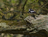 Halsbandsflugsnappare [C E Pied  Flycatcher] (IMG_8728)