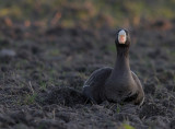 Blsgs [Greater White-fronted Goose] (IMG_8473)