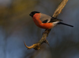 Domherre  [Common Bullfinch] (IMG_8659)