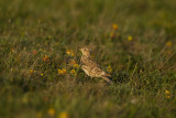 Snglrka [Eurasian Skylark] (IMG_9456)