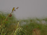 Little Bee-eater (IMG_2929)